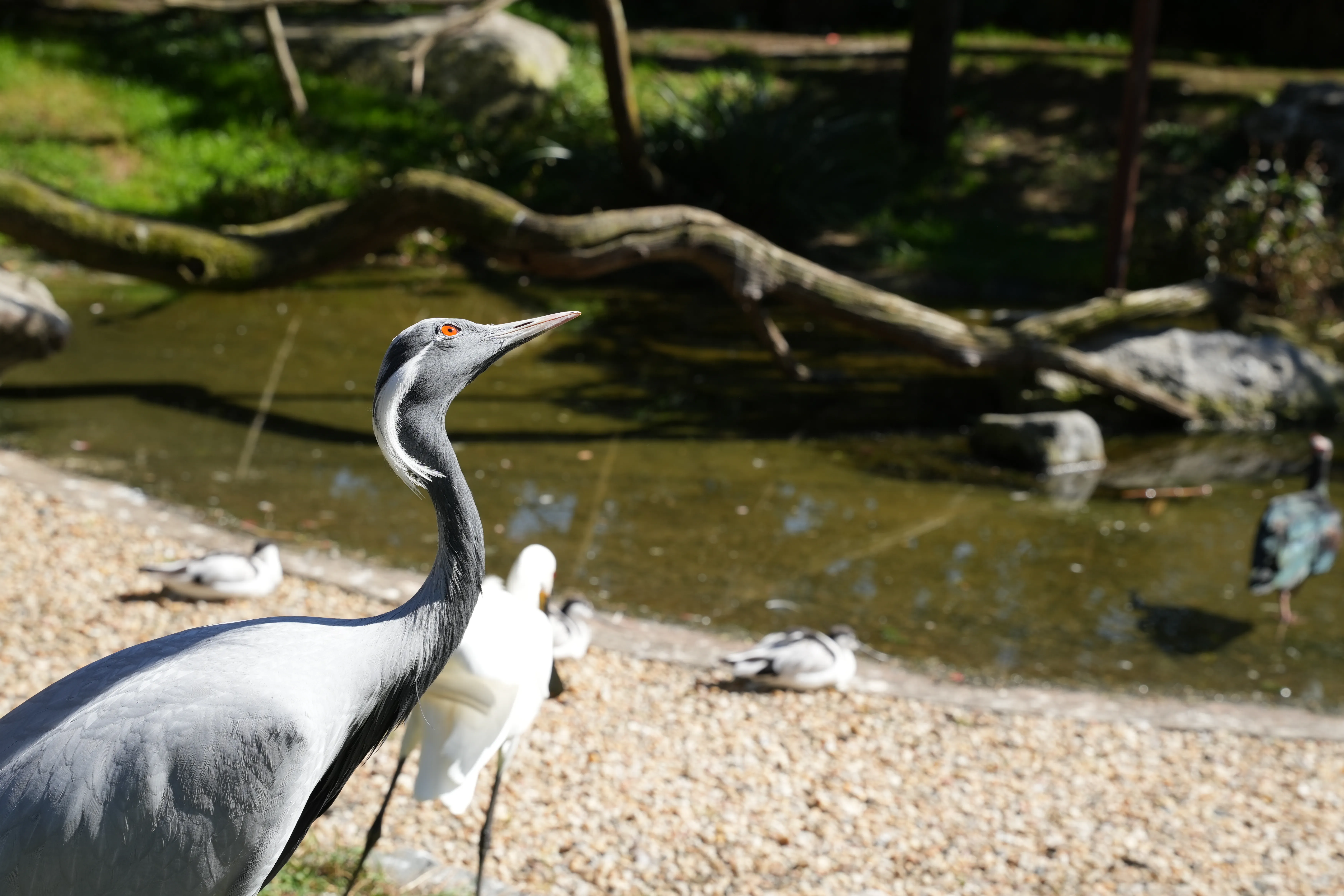 image de grue réalisée par Hope's Glow